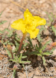 Oenothera lavandulifolia Lavendarleaf Sundrops 1june2019 PED