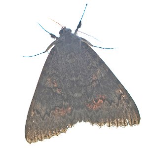 Aholibah Underwing photo