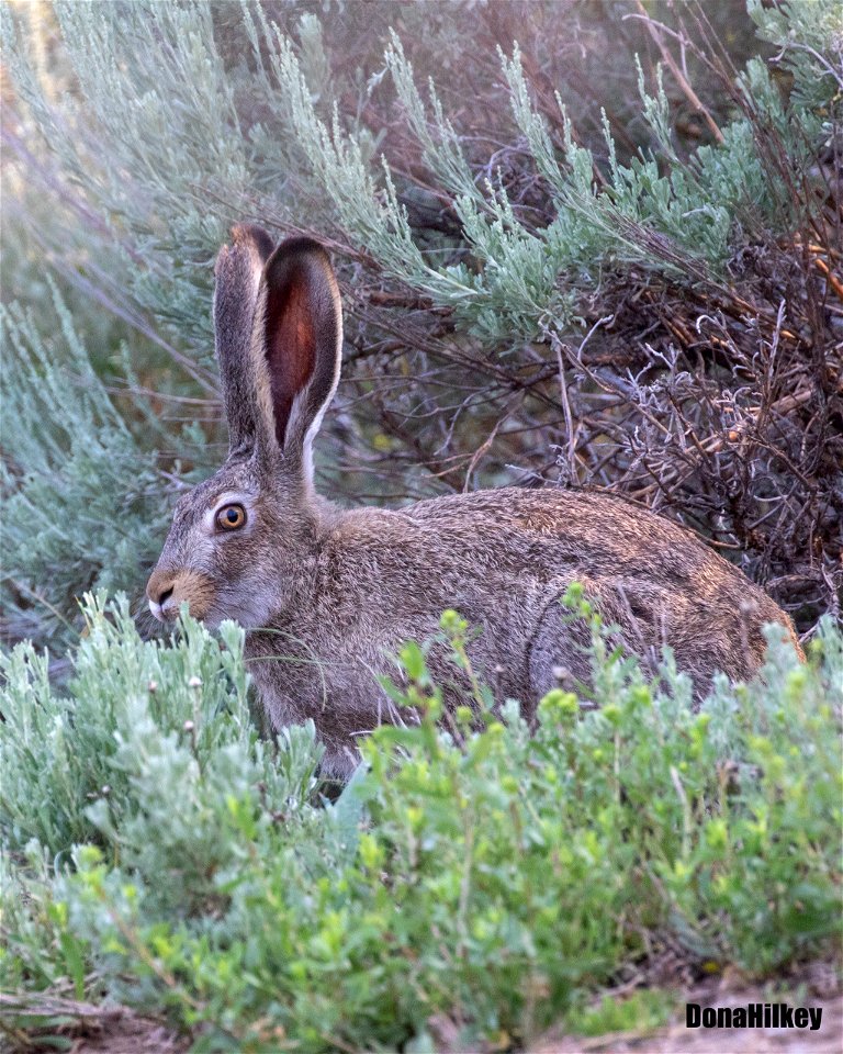 White-tailed Jackrabbit