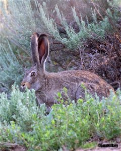White-tailed Jackrabbit