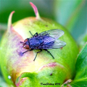 Blow Flies