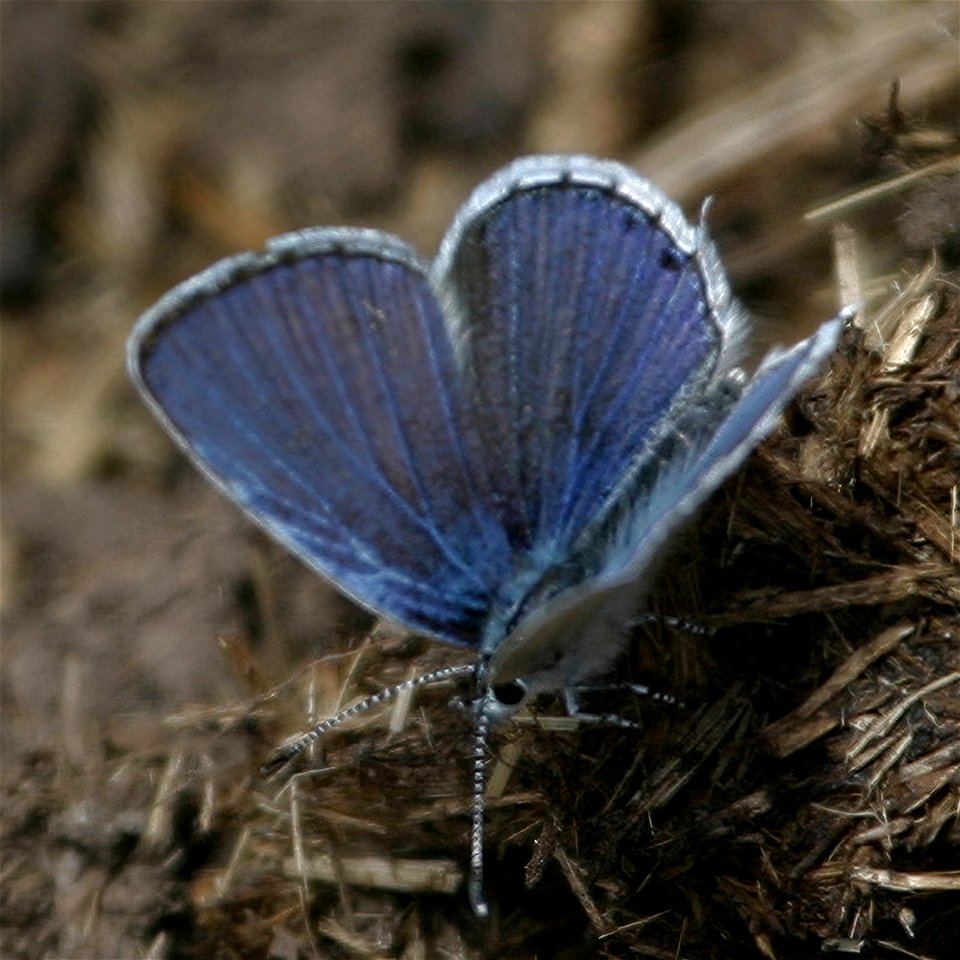 Limenitis archippus