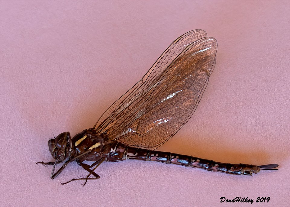 Shadow Darner female photo