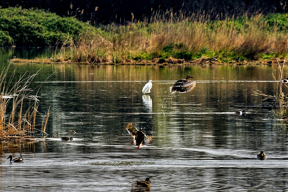 26-03-2021 Aiguamolls de l' Empordà
