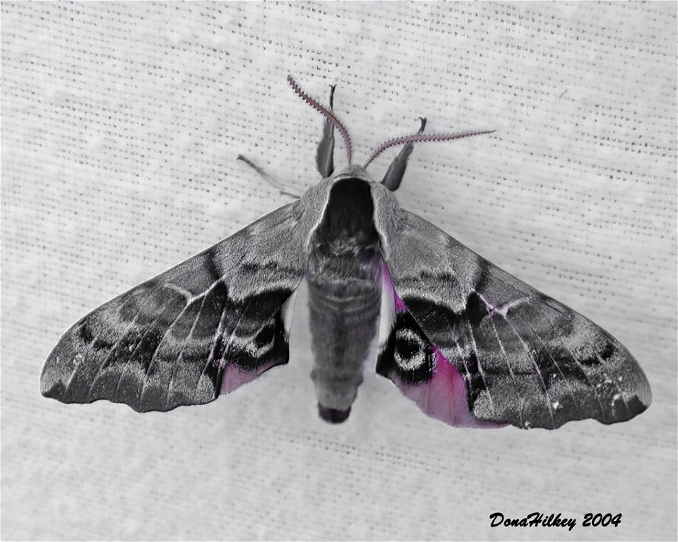 Smerinthus astarte  11july2004 AL