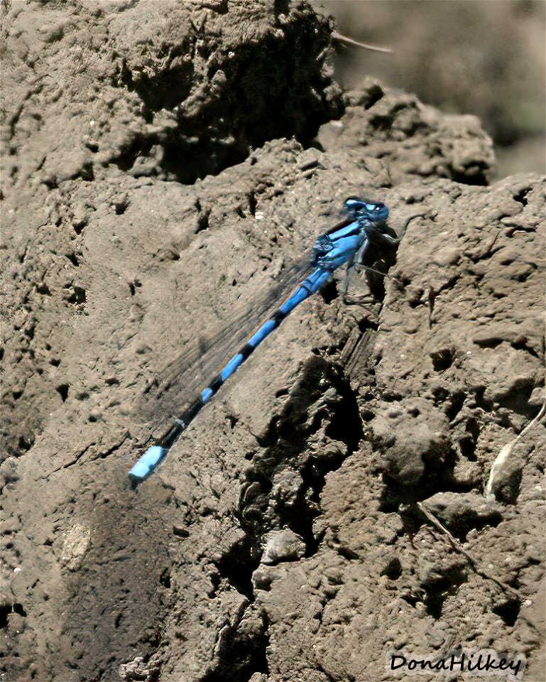 Northern or Boreal Bluet