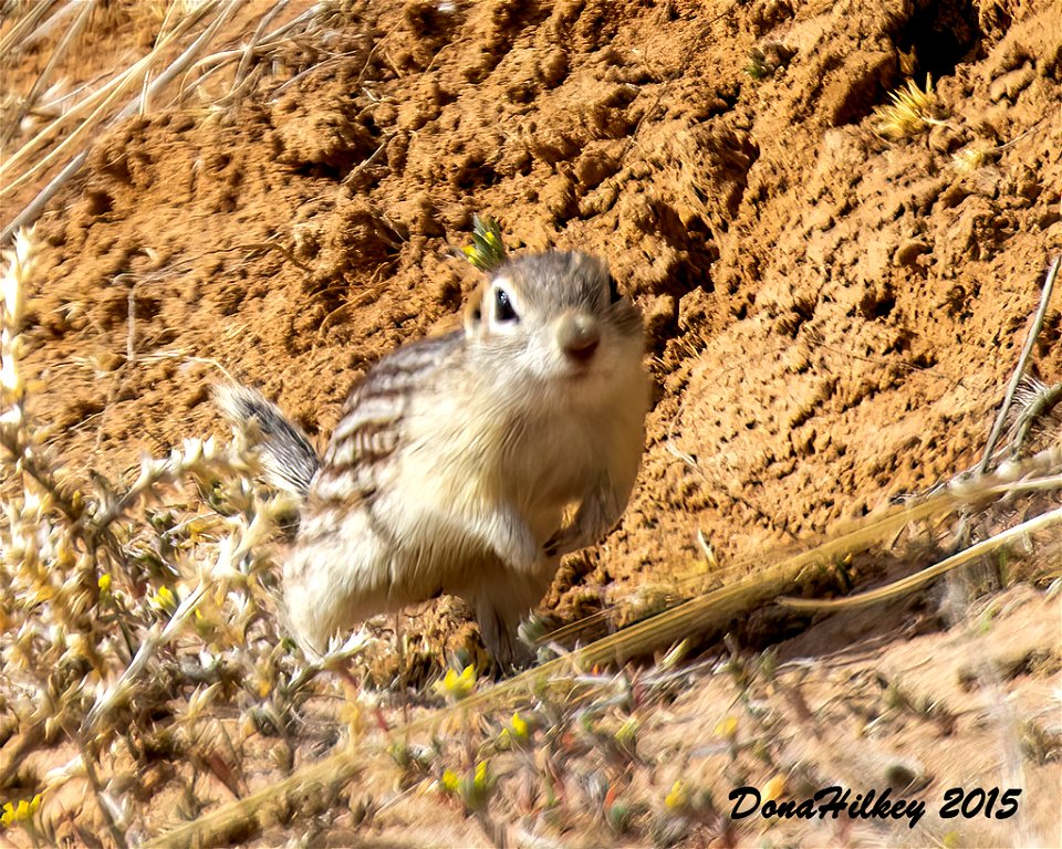 Thirteen-lined Ground Squirrel