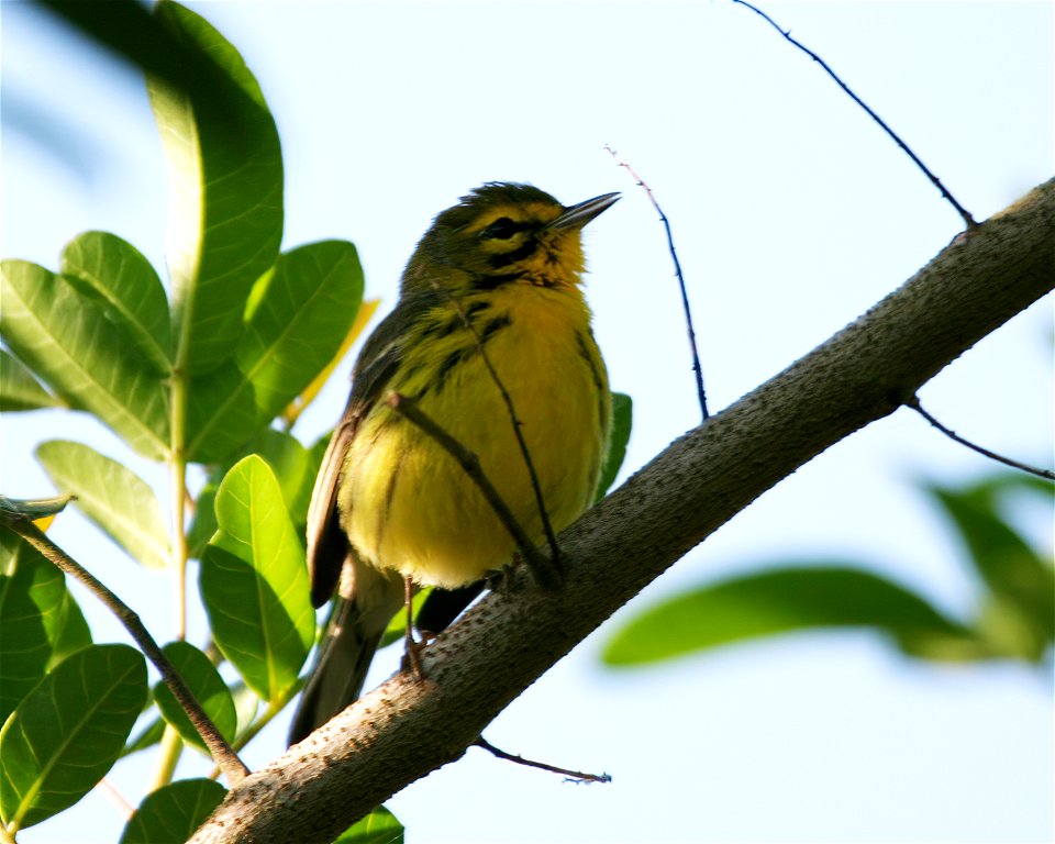 Prairie Warbler