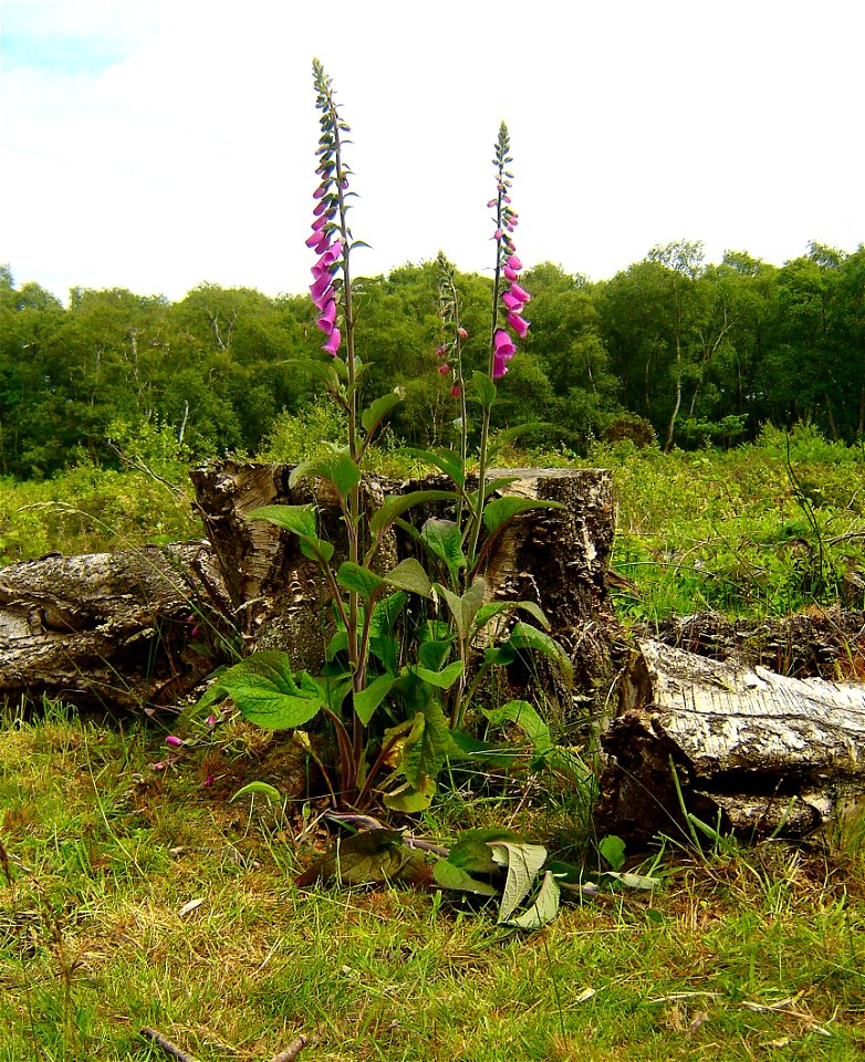 Foxgloves - Royden Park photo