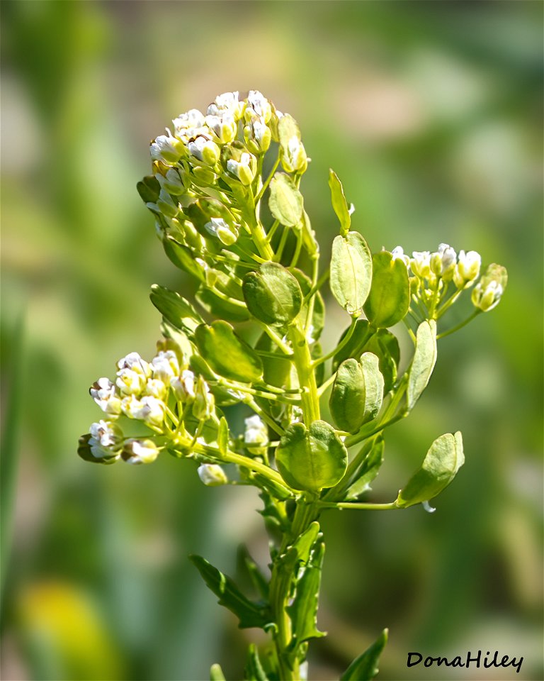 Field Penny-Cress