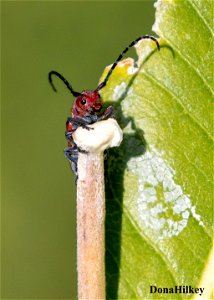 RedFemuredMilkweedBeetle-21aug2020-home-1