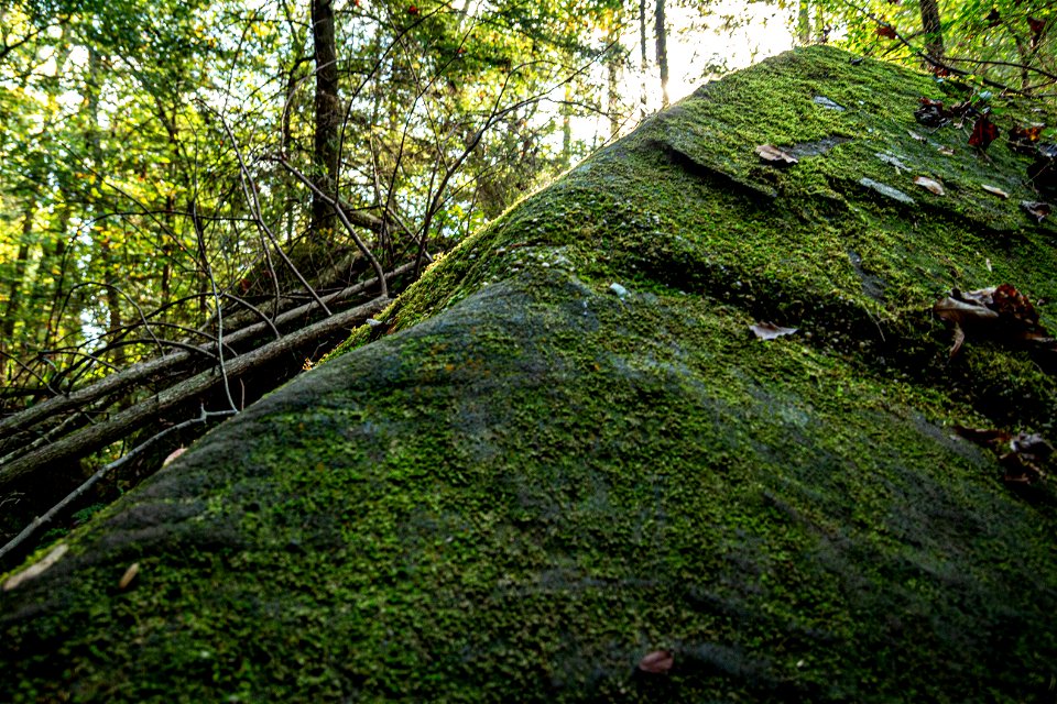 Dismals Canyon photo