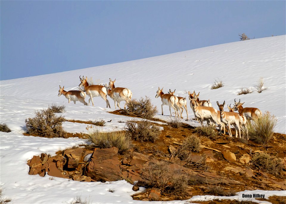 Pronghorn
