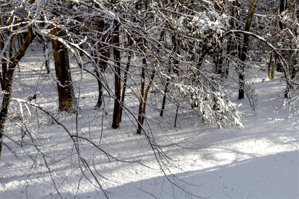 Winter Snow photo