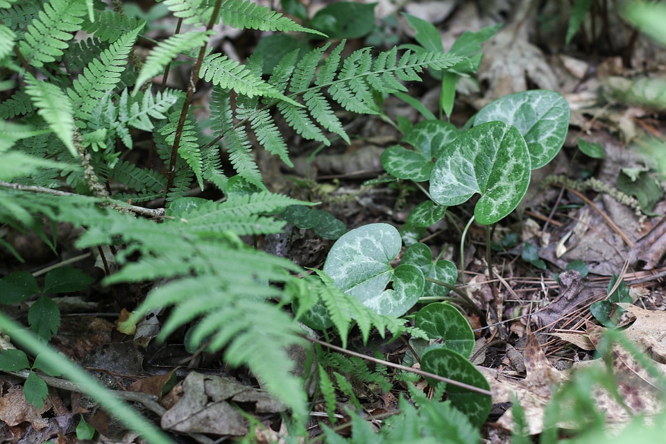 Asarum, Dwarf Flowered Heartleaf