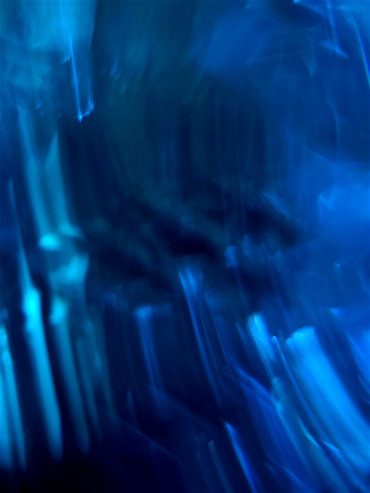 Aquatic Reflections