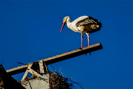 05-01-2020 Aiguamolls de l' Empordà