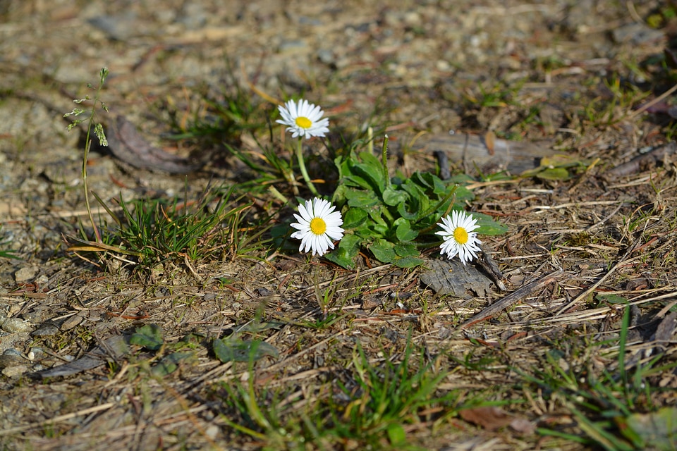 Flowers white nature