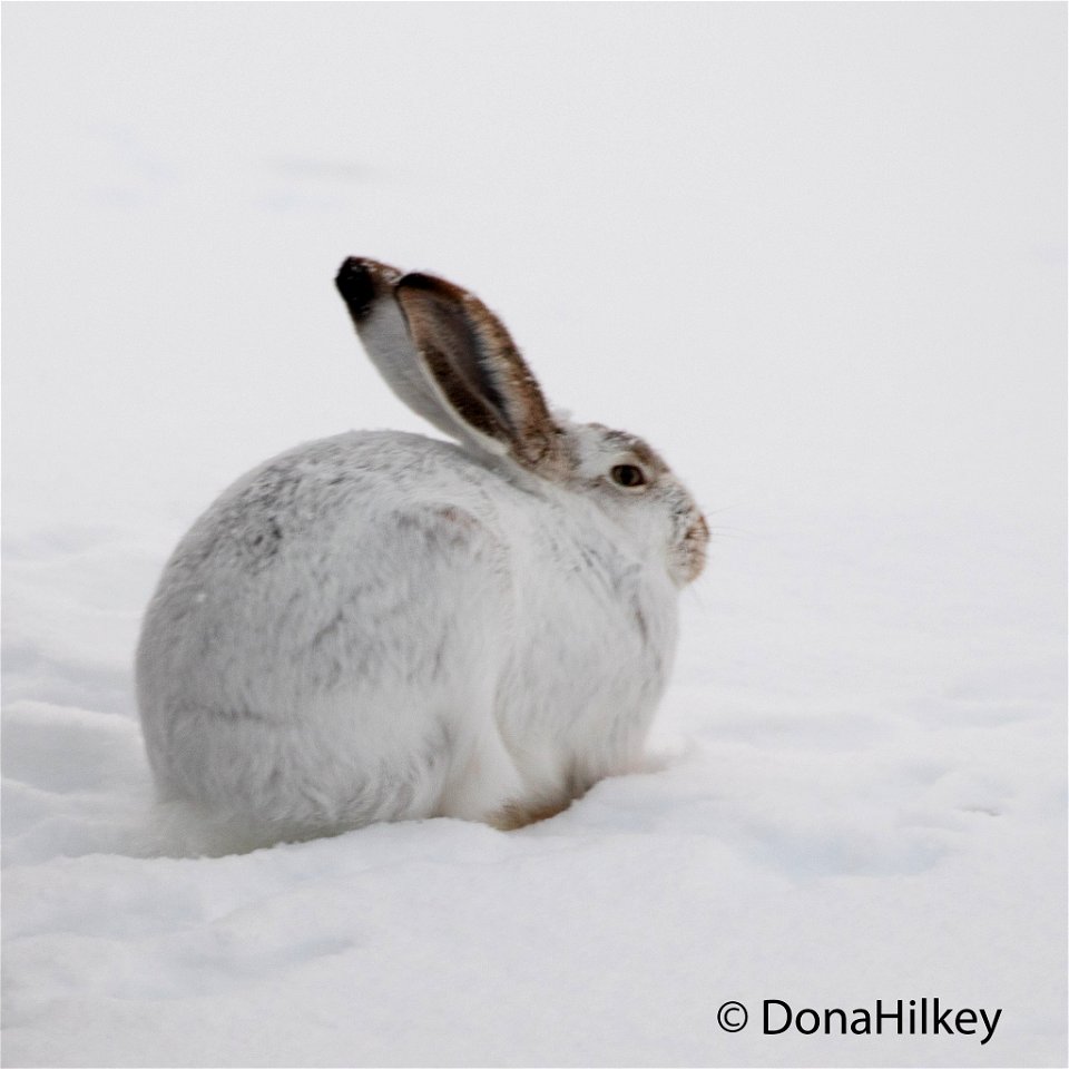 White-tailed-Jackrabbit-2-23-feb2019-home