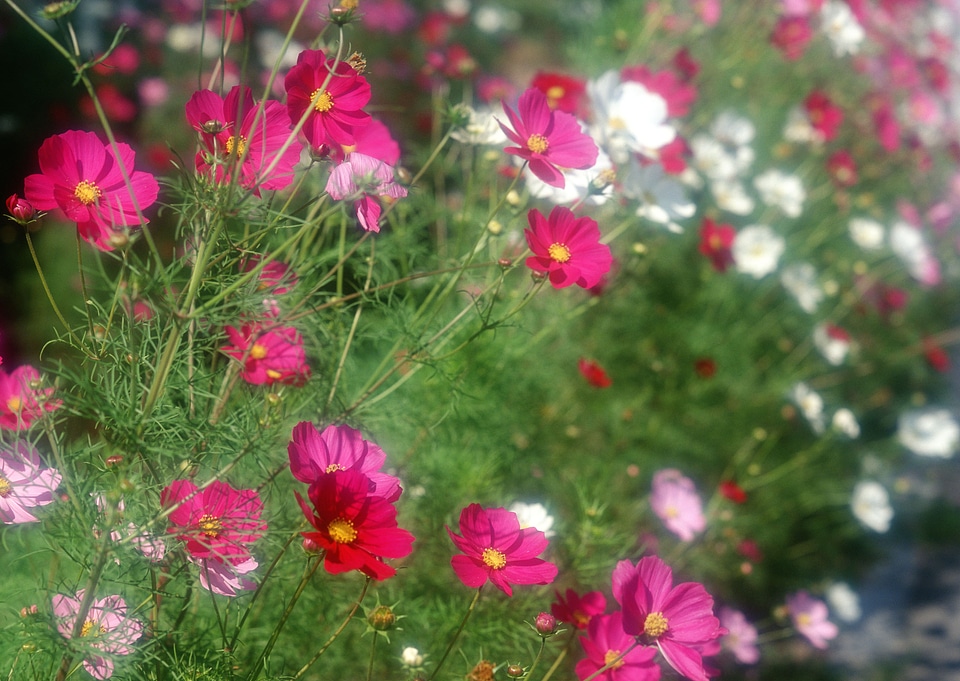 Cosmos flower in the garden