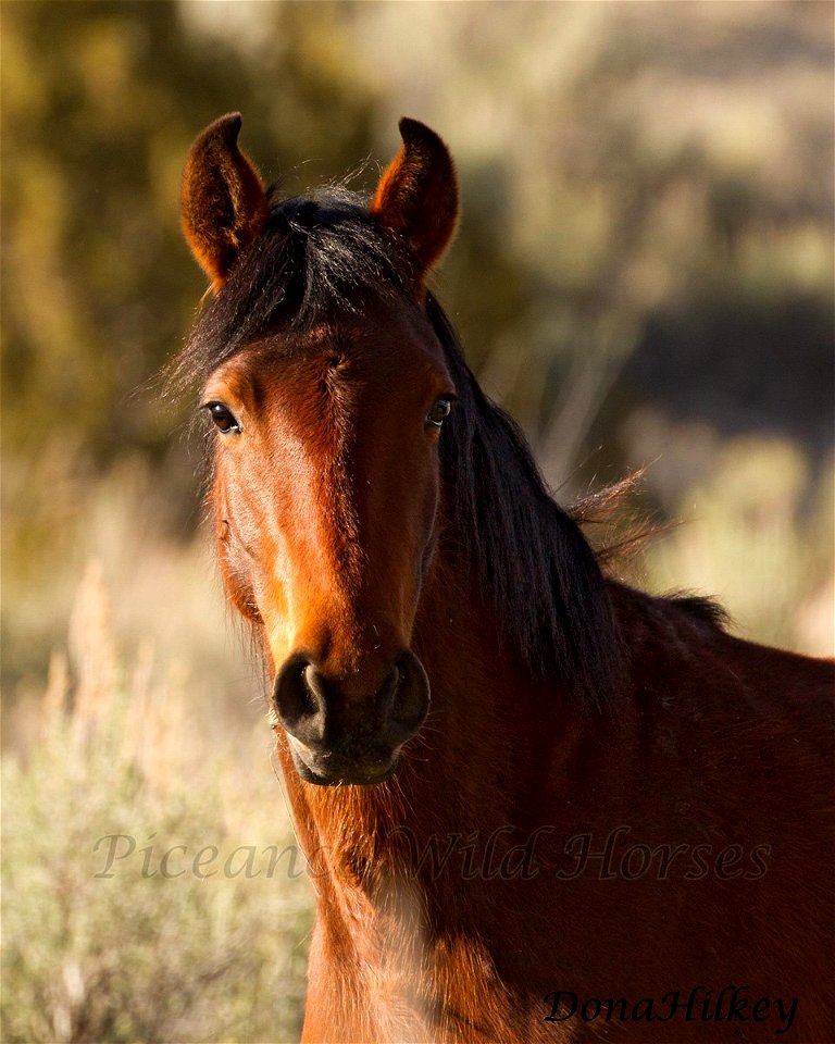 Piceance Wild Horses