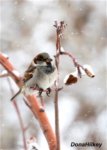 House Sparrow photo