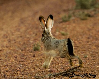 Black-tailed Jackrabbit