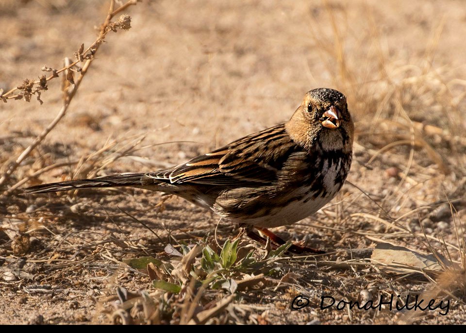 Harris's Sparrow photo