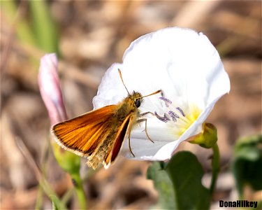 European Skipper