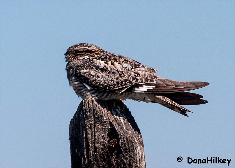 Common-NIghthawk13june2005--Moffat-County-2-
