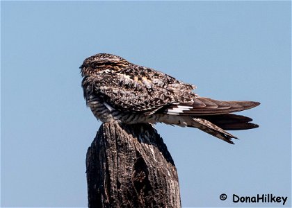 Common-NIghthawk13june2005--Moffat-County-2-