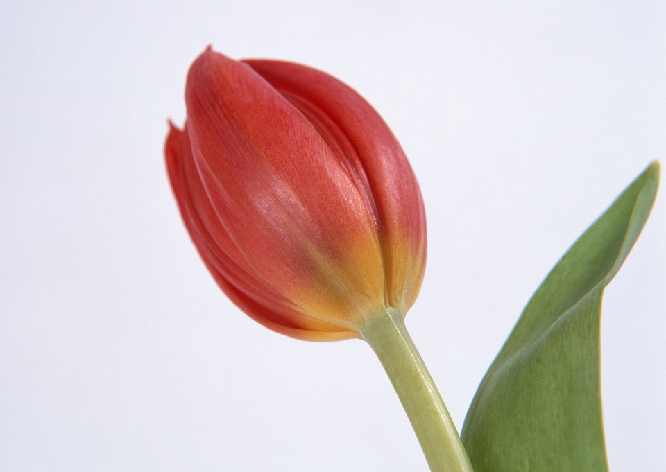One red tulip isolated close up