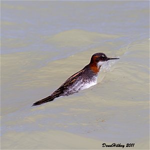 Red-necked Phalarope