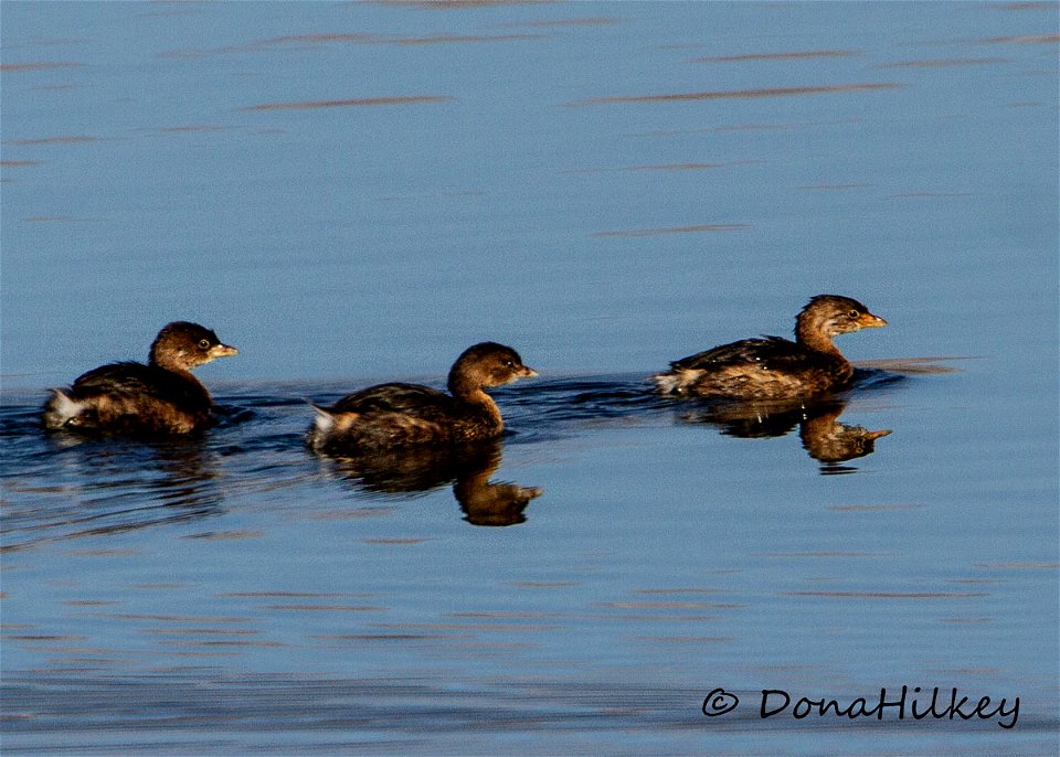 Pied-billed Grebes