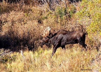 Bull Moose