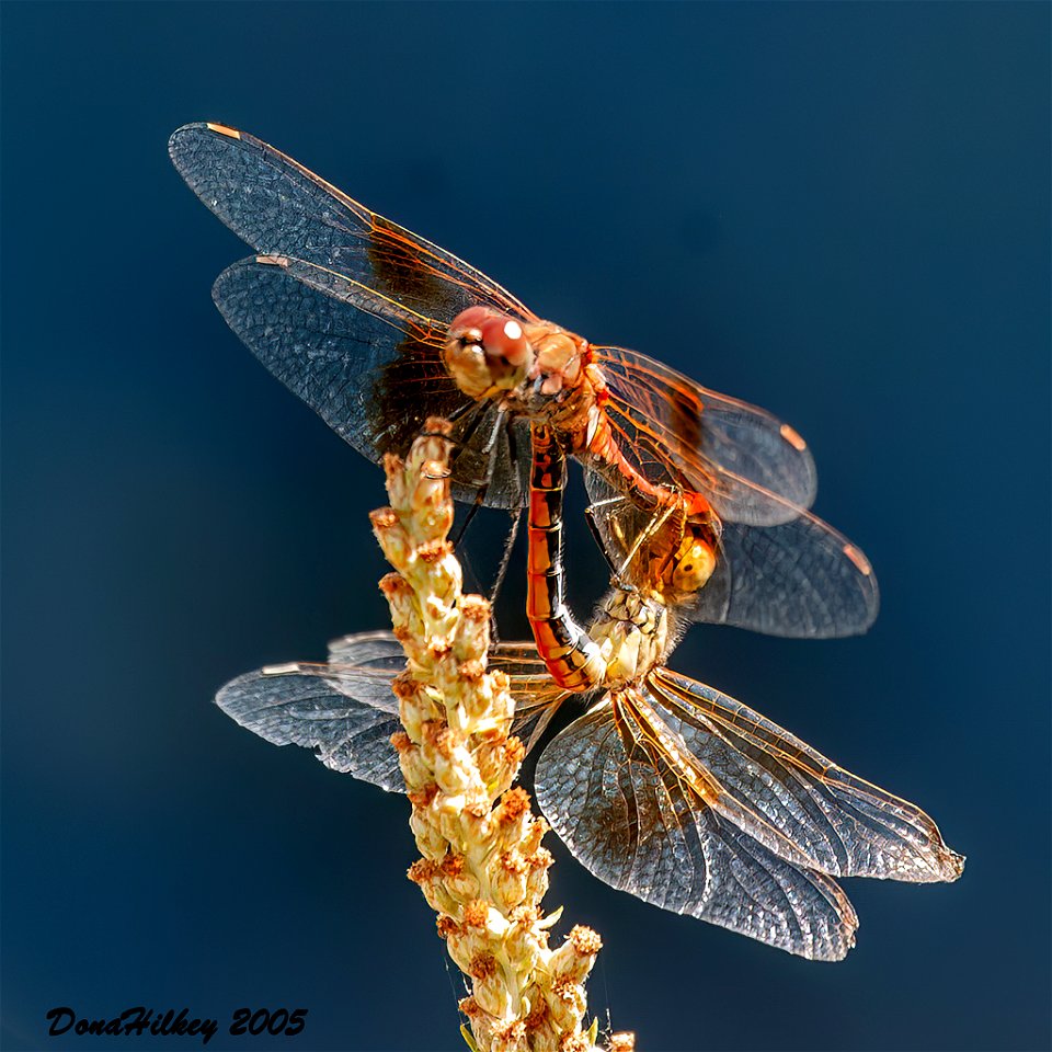 Band-winged Meadowhawk Pair