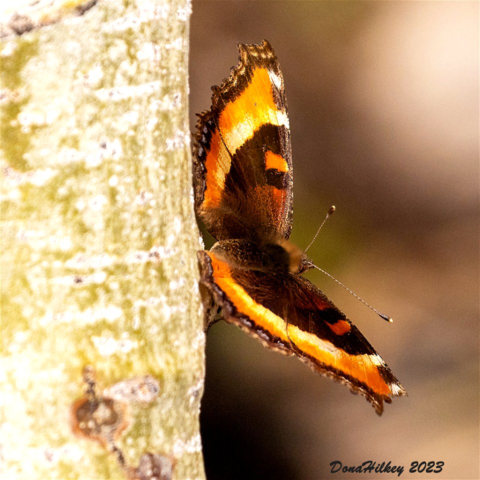 Milbert's Tortoiseshell