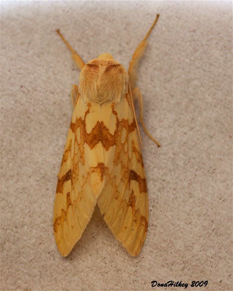 Spotted Tussock Moth photo
