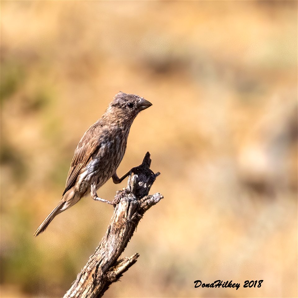 Blue Grosbeak immature