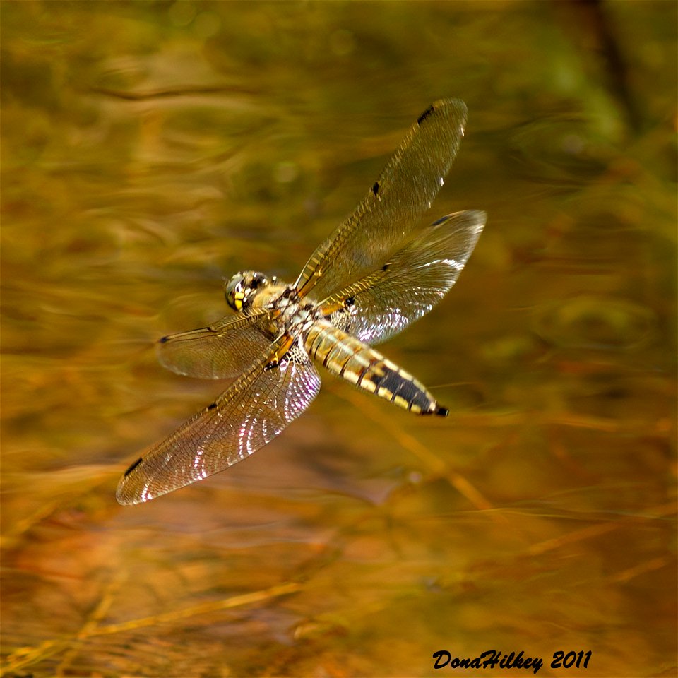 Four-spotted Skimmer