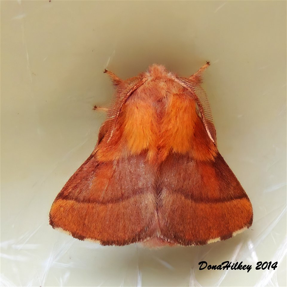 Forest Tent Caterpillar Moth