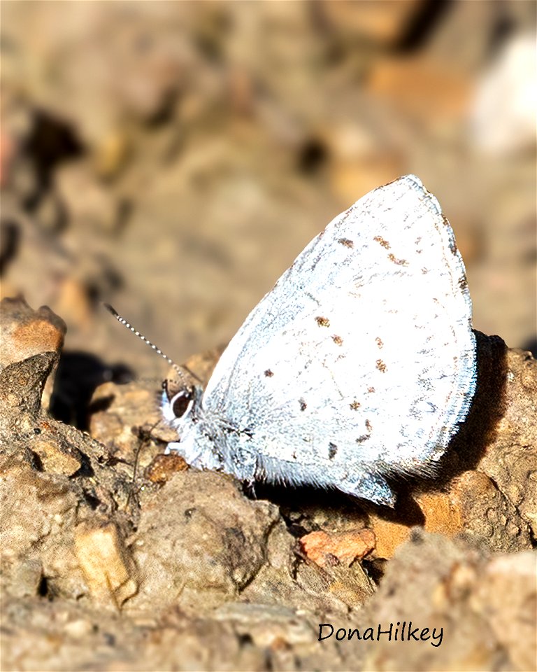 Lucia Azure