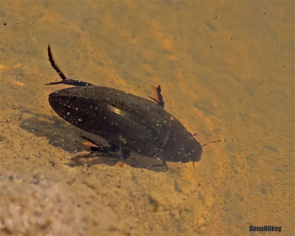 Giant Water Scavenger Beetle