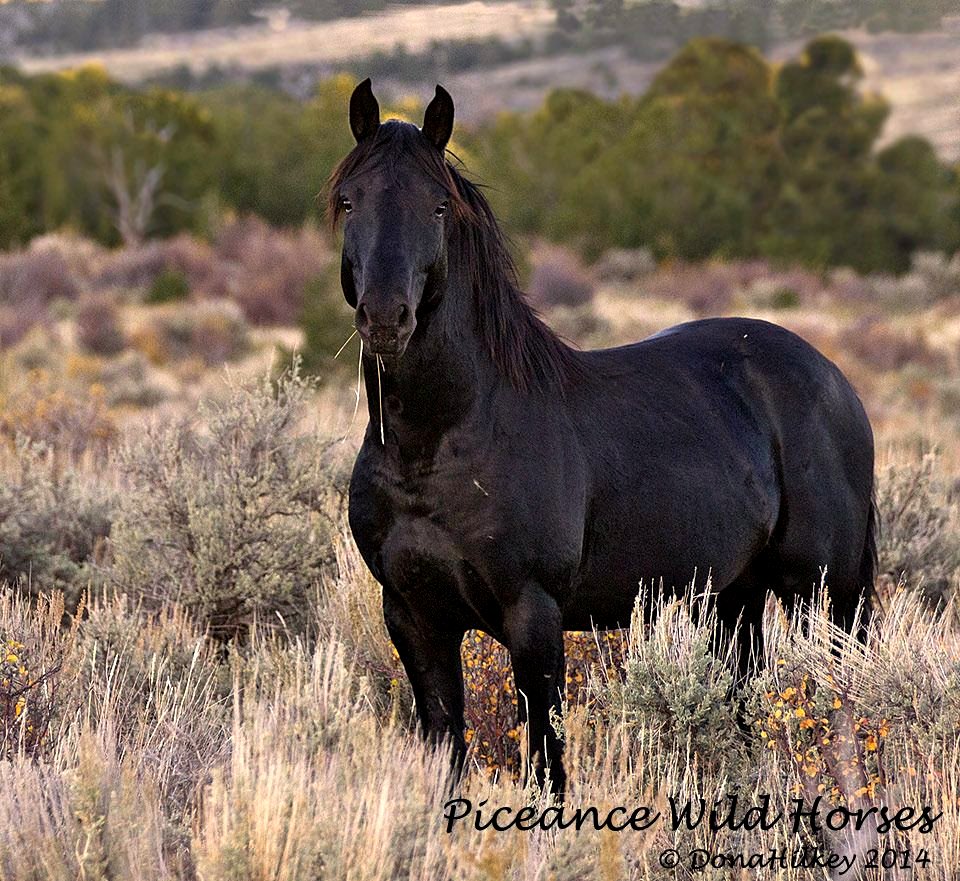 Piceance Wild Horses