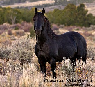 Piceance Wild Horses photo