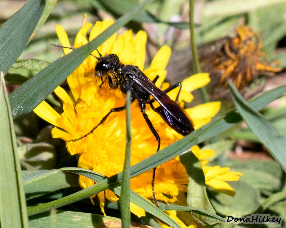 Small Black Wasp