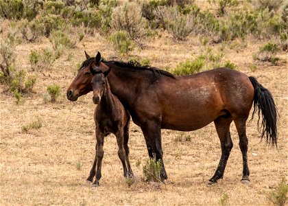 web-Bay-mare-and-foal-june2018 photo