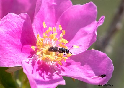 Masked Bee Hylaeus sp. photo