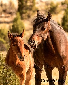 Piceance Wild Horses