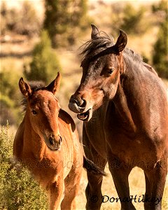 Piceance Wild Horses photo